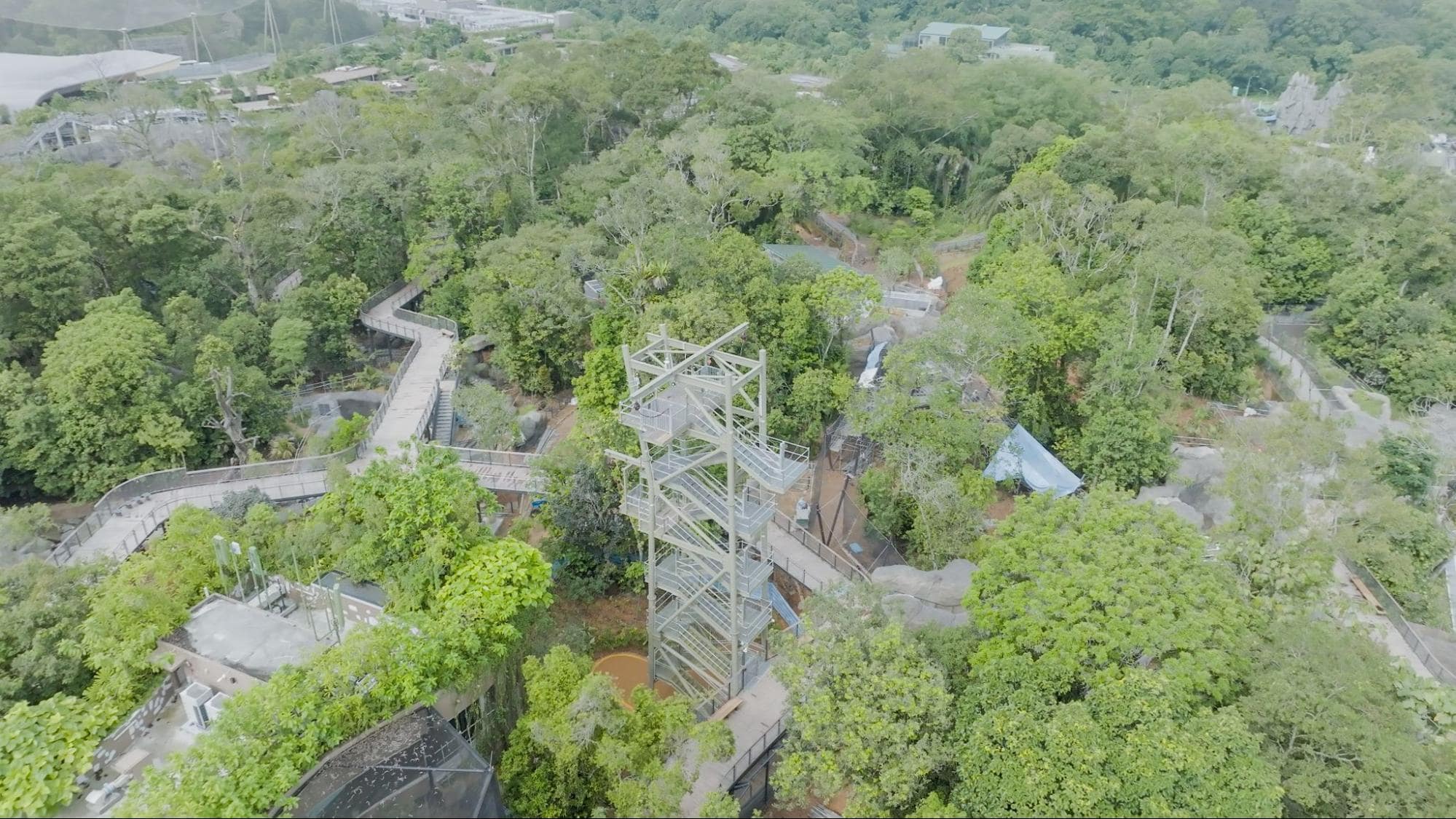 rainforest wildlife asia canopy jump