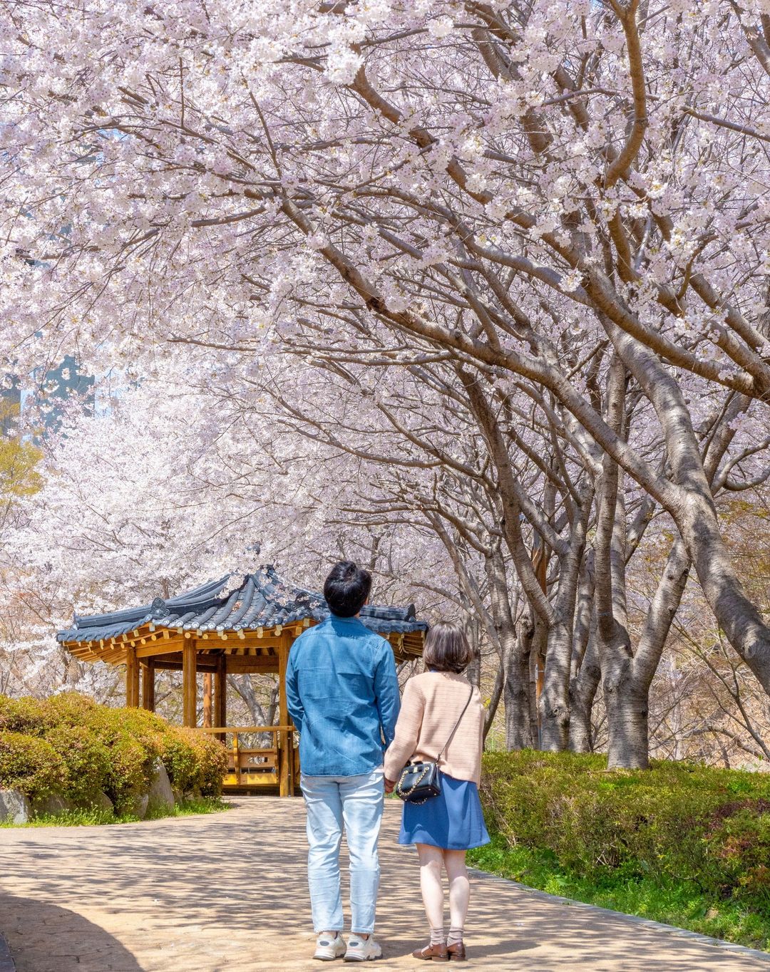 things to do in busan cherry blossom