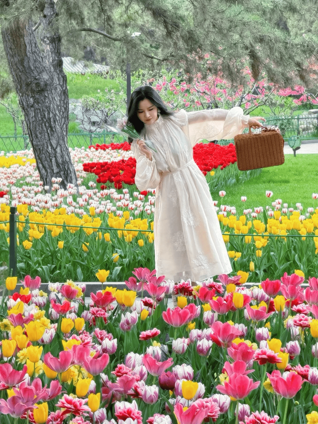 Bed of tulips