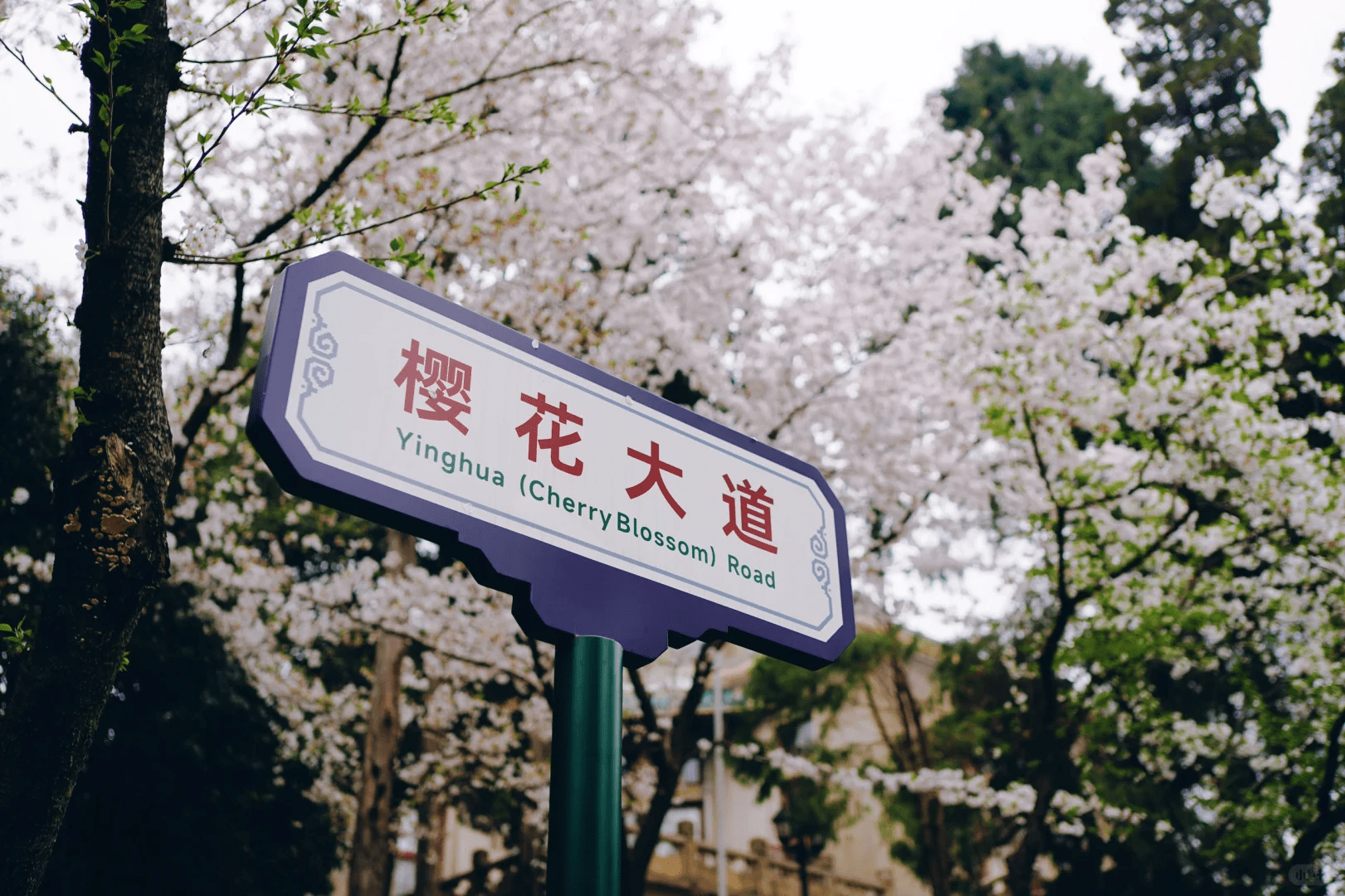 Cherry blossom road