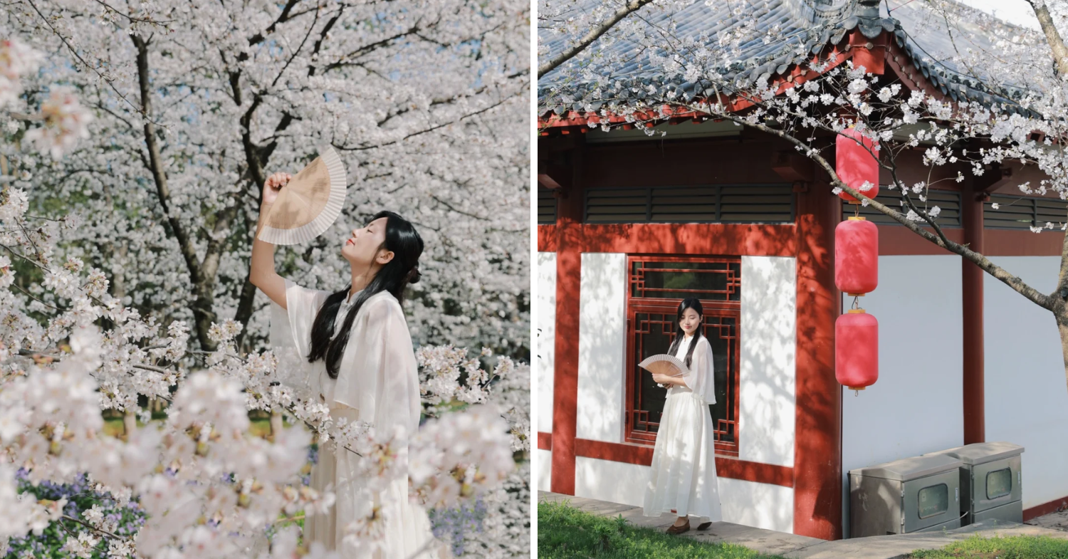 Cherry blossoms and Japanese-style buildings