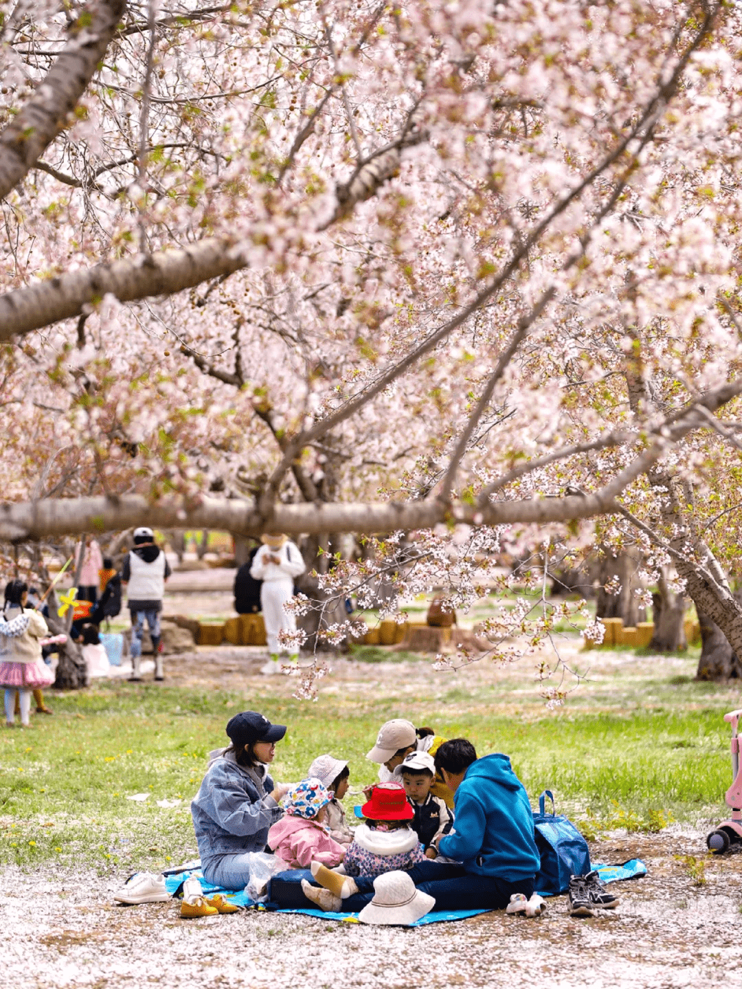 Family having picnic