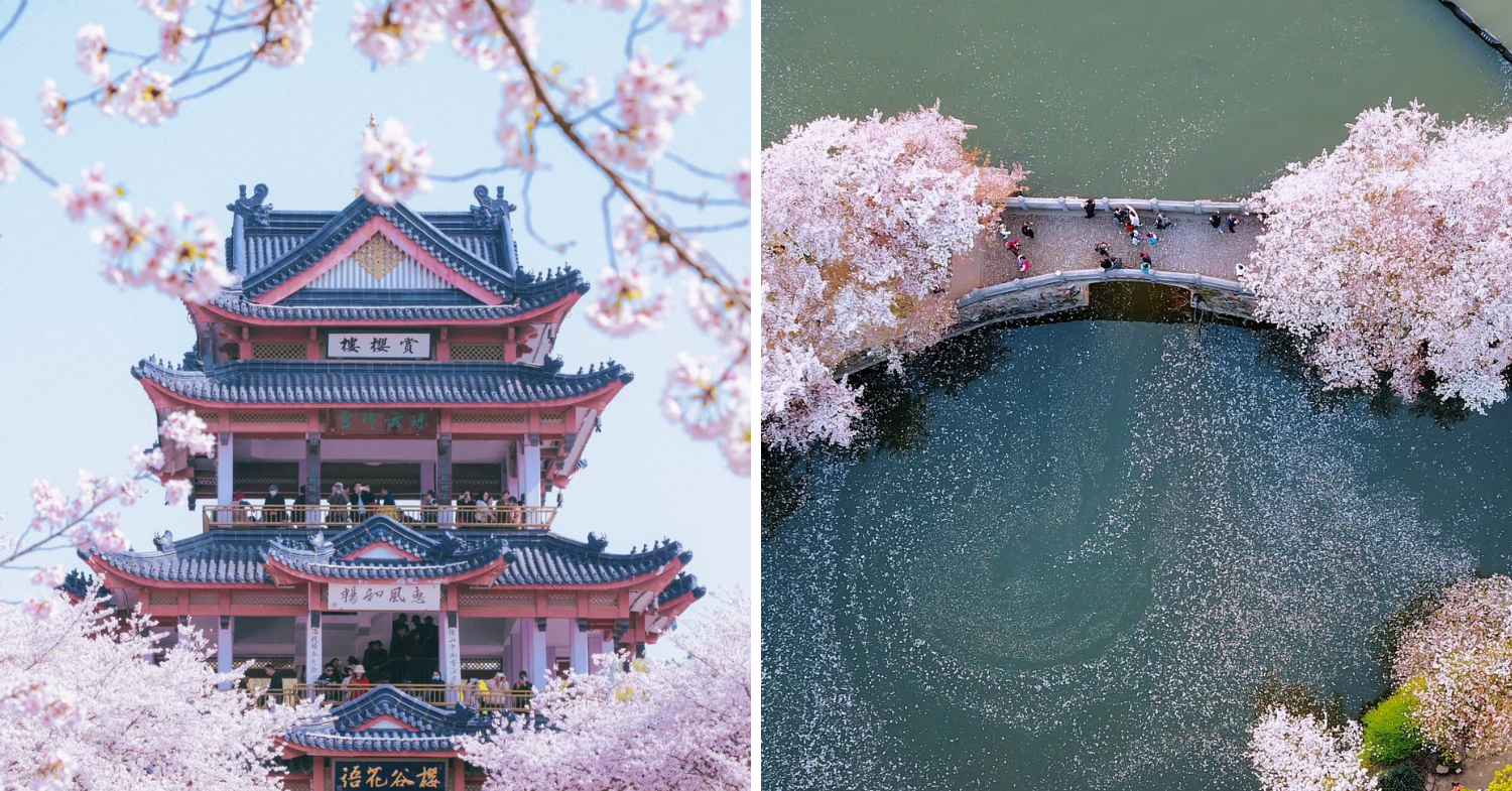 Pagoda and bridge - Cherry Blossoms China