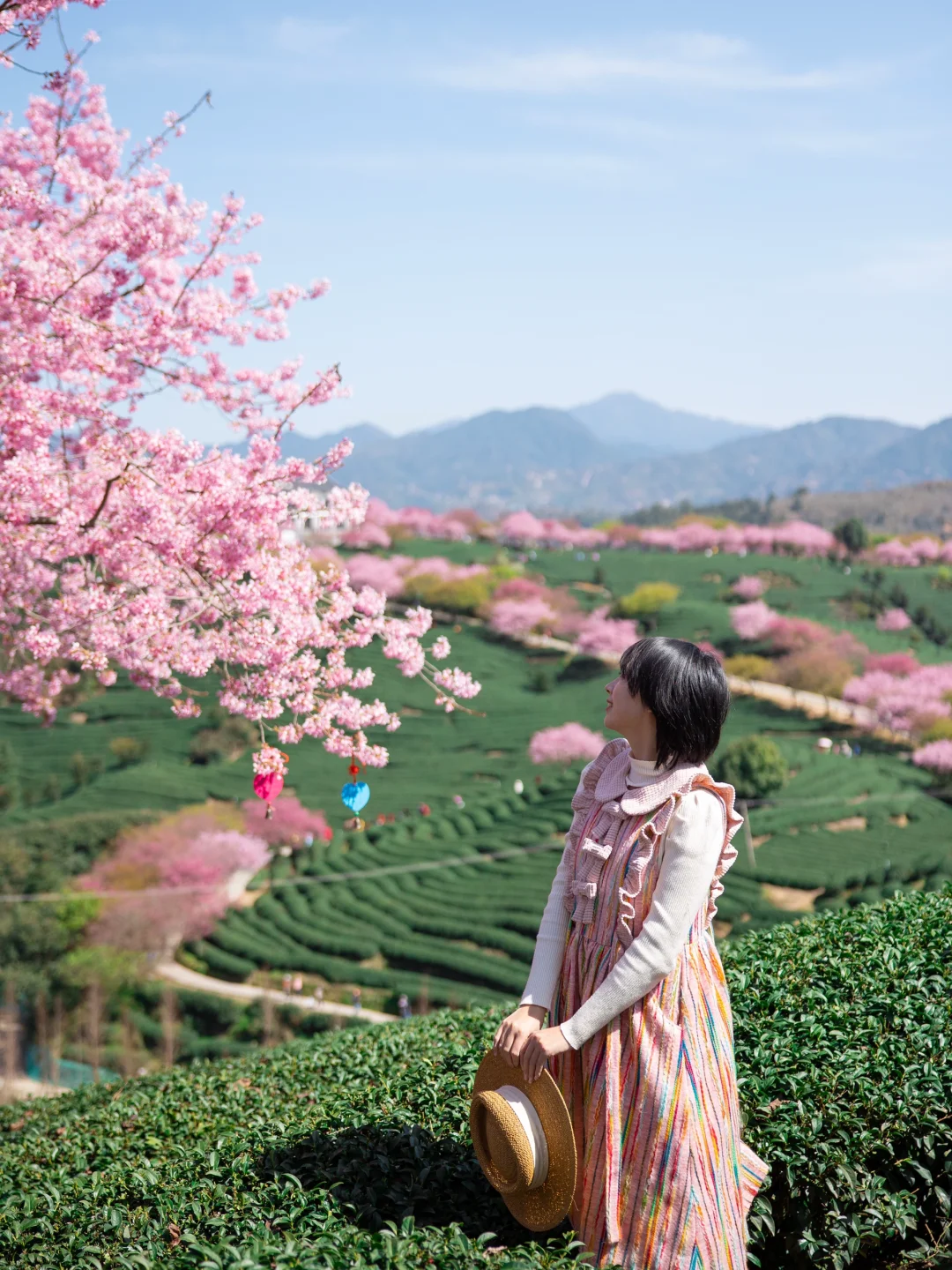 Standing amongst the tea plantation - Cherry Blossoms China