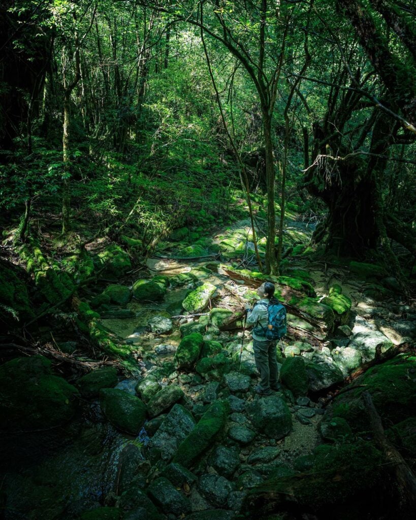 Studio Ghibli & Anime - Shiratani Unsuikyo Ravine