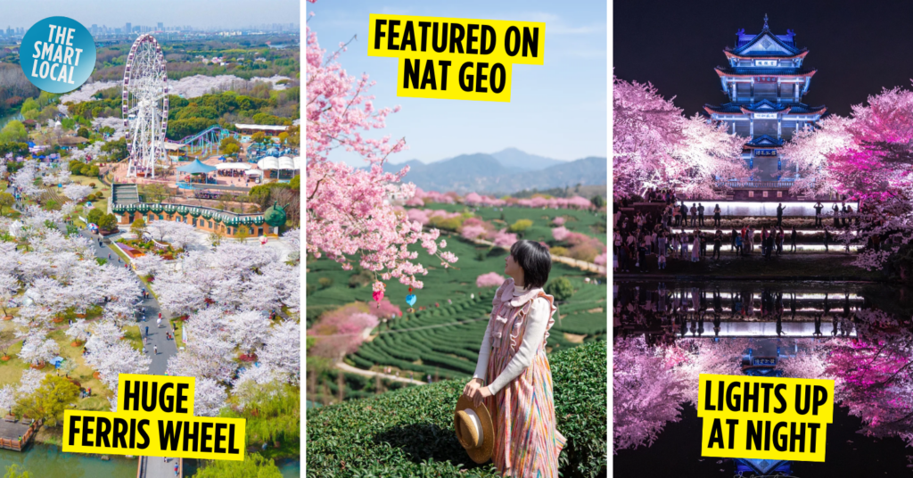 Where to see cherry blossoms in China cover image