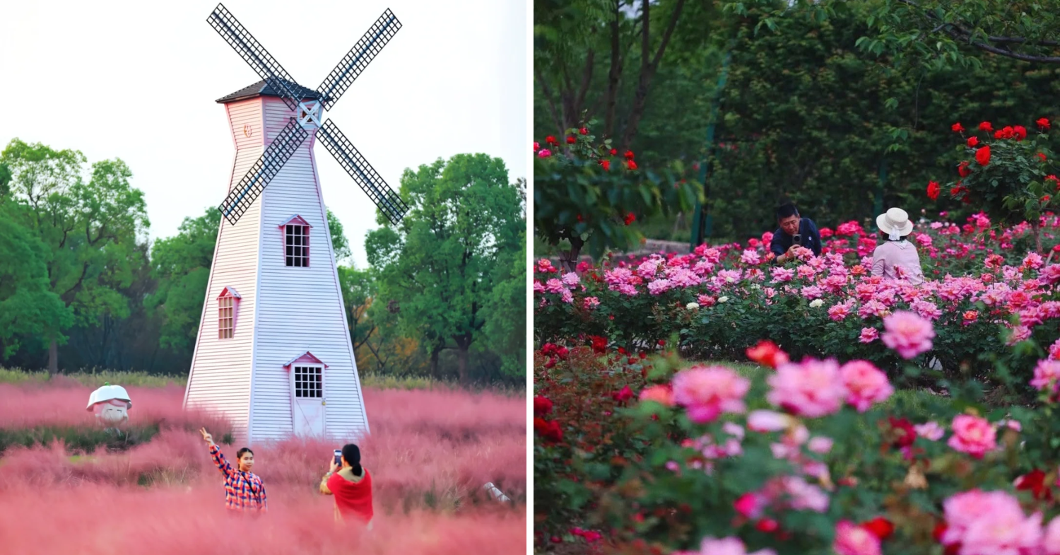 Windmill and rose garden