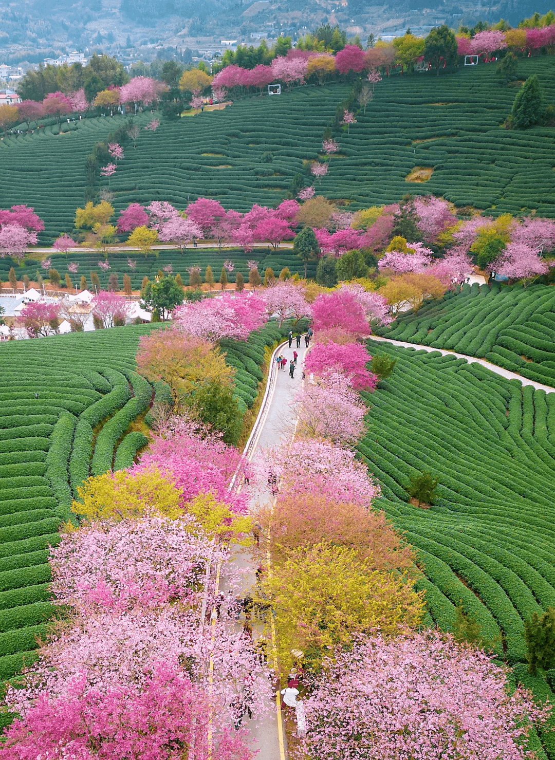 Yongfu Cherry Blossom Garden - Cherry Blossoms China