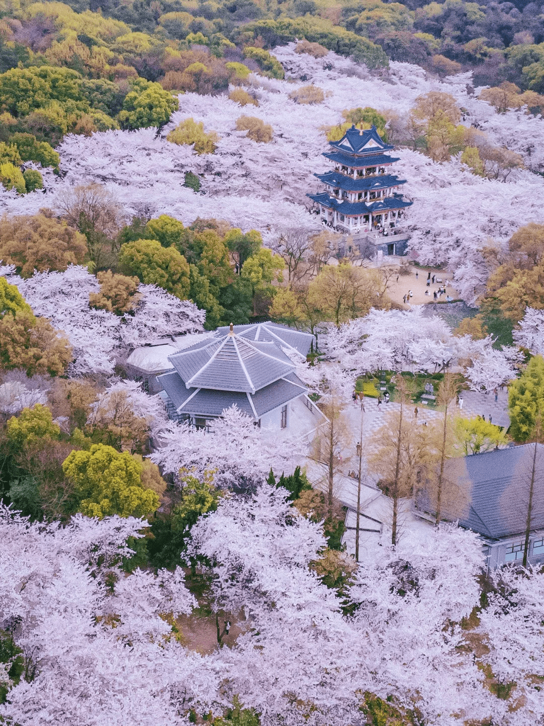 Yuantouzhu - Cherry Blossoms China