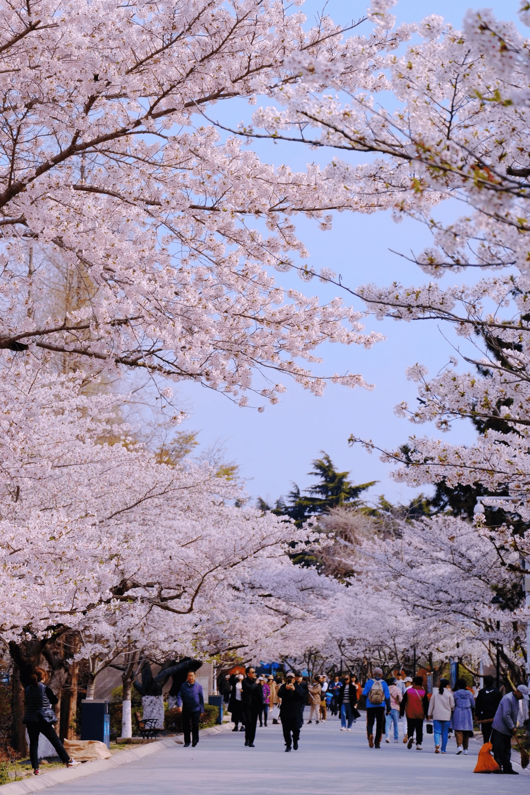 Zhongshan Park - Cherry Blossoms China