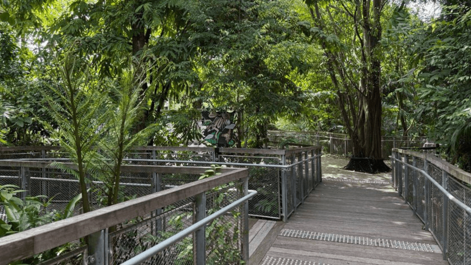 Mandai Boardwalk - tree frog's hangout