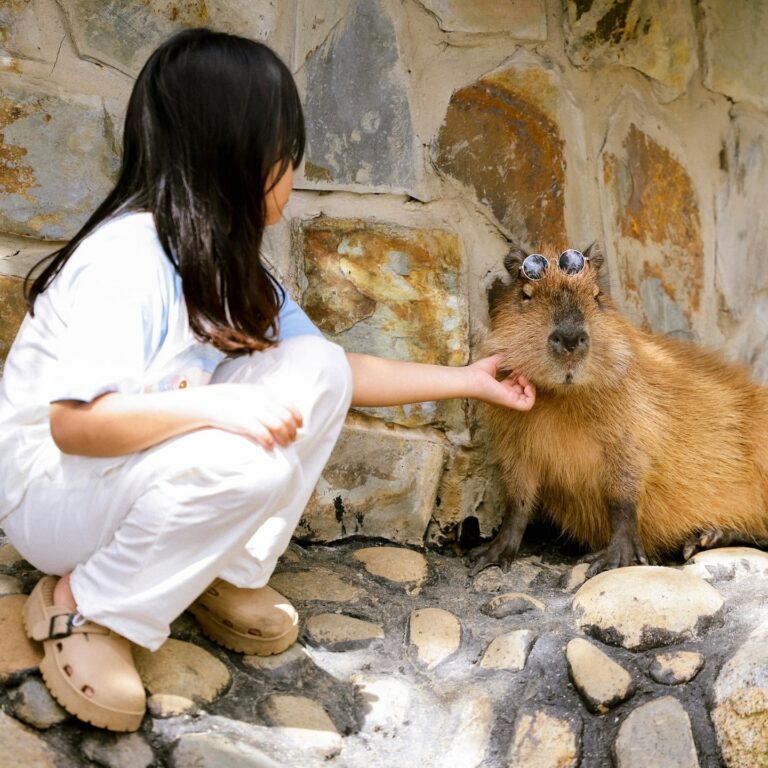 Mongoland Mongo Land In Da Lat, Vietnam Has A Rainbow Slide & Petting Zoo