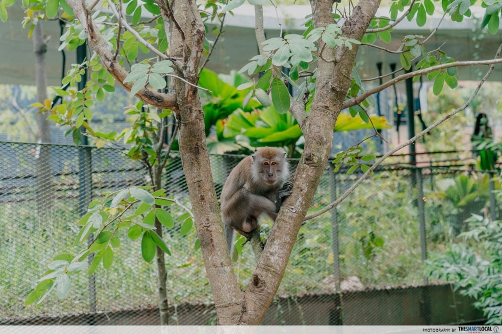 resort monkey