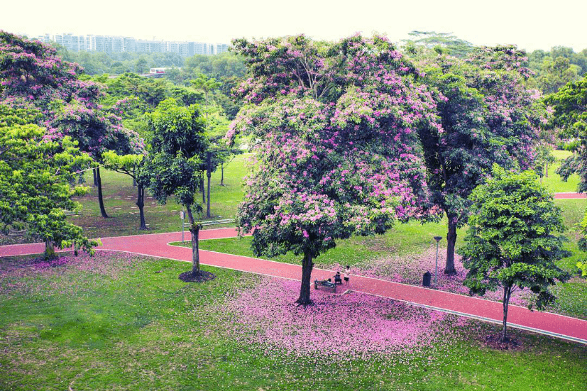 bus interchanges singapore sun plaza park tampines