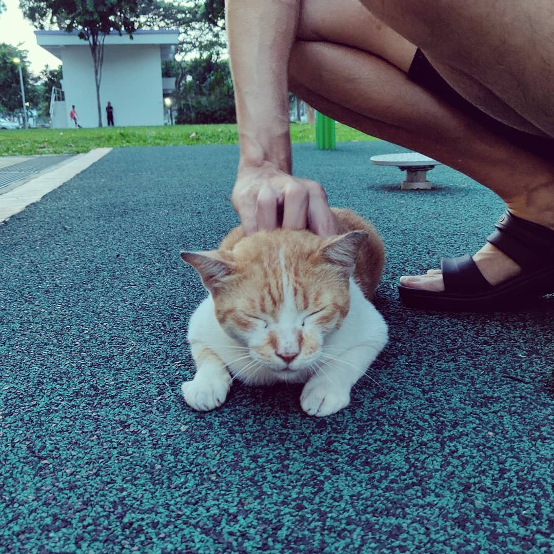 Community Cat Singapore Caregiver