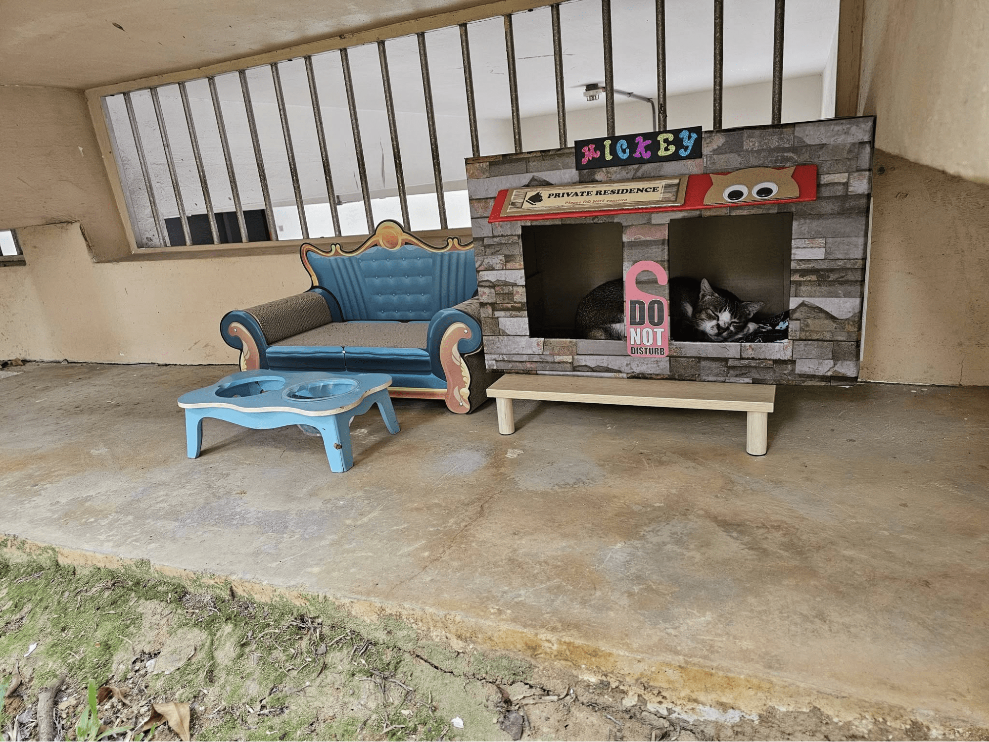 Community Cat Singapore Home