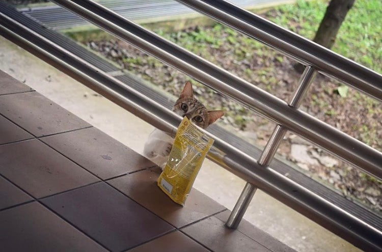 Community Cat Singapore Food