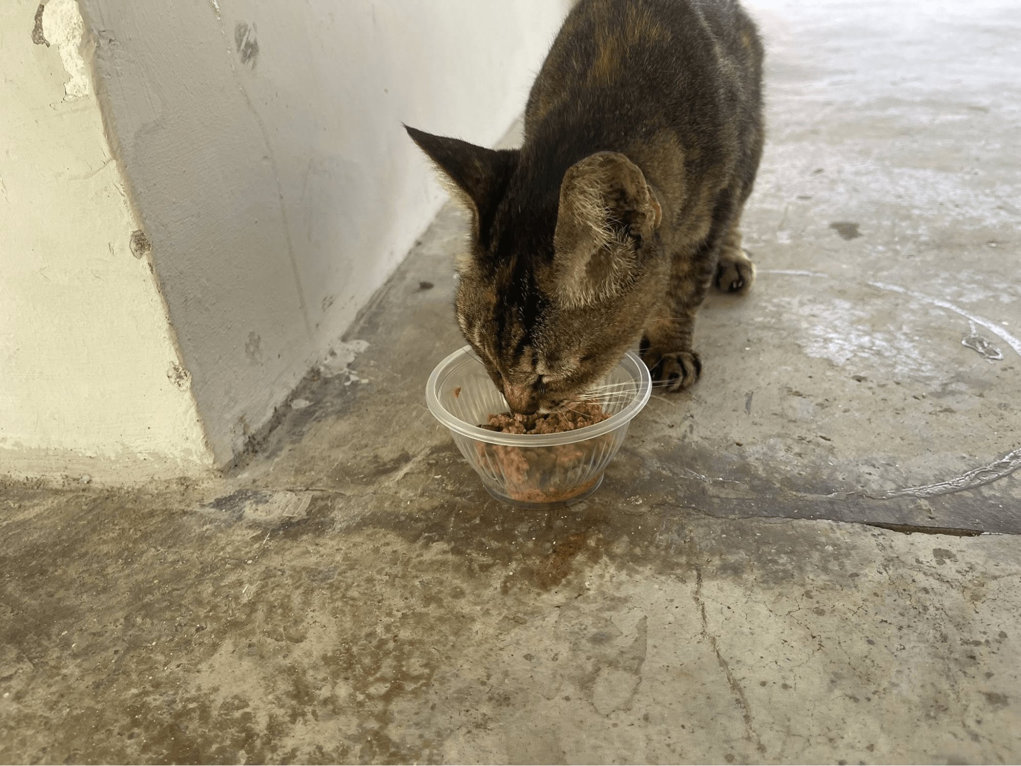 Community Cat Singapore Feeding