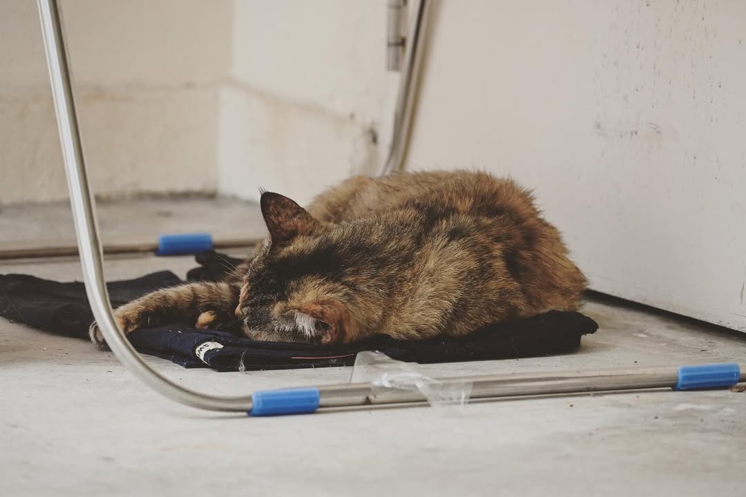 Community Cat Singapore Ill