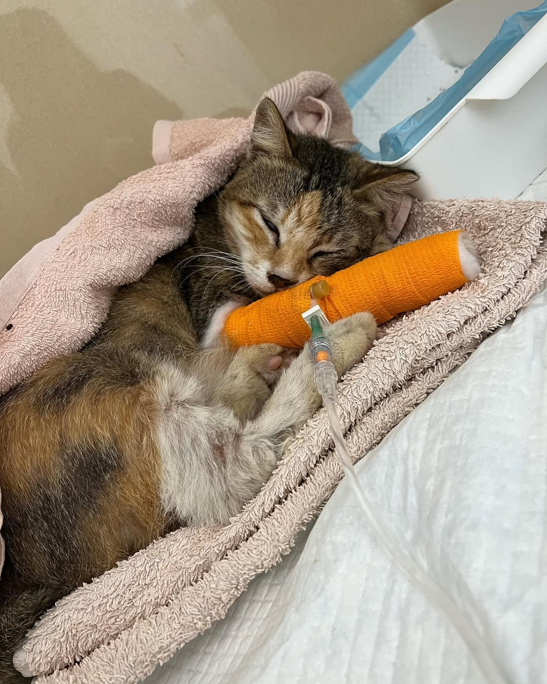 Community Cat Singapore Injured