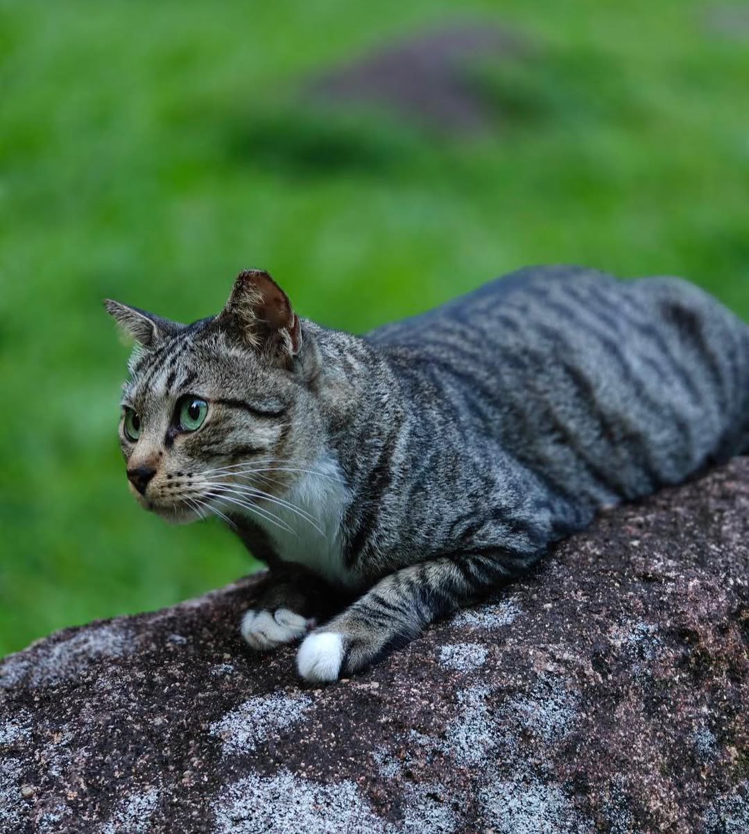 Community Cat Singapore Sterilisation