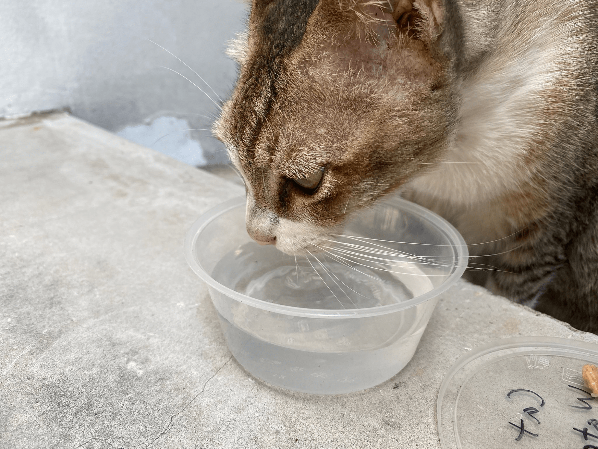 Community Cat Singapore Thirsty