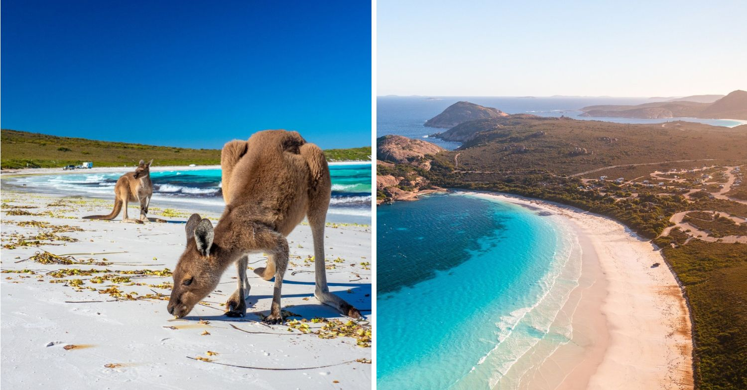 Things to do in Western Australia - kangaroos 