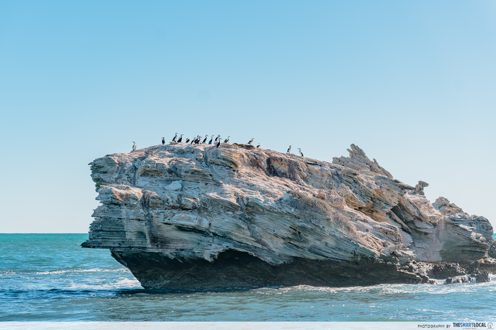 Things to do in Western Australia - sea lion 