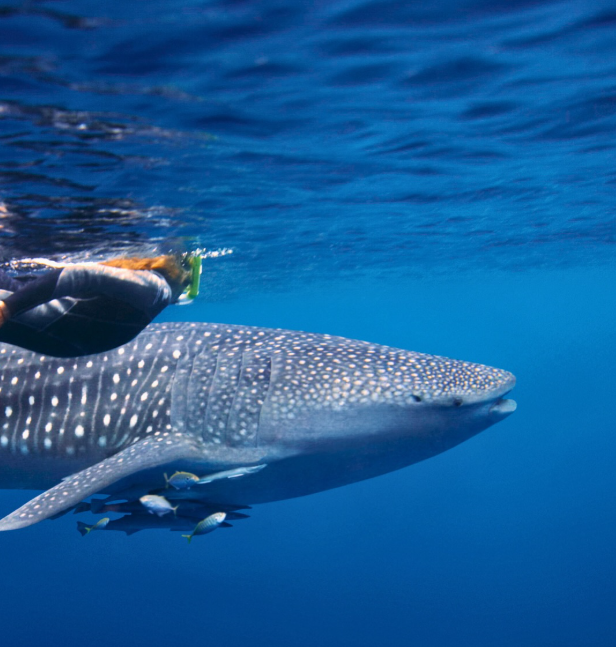 swimming with sealife 