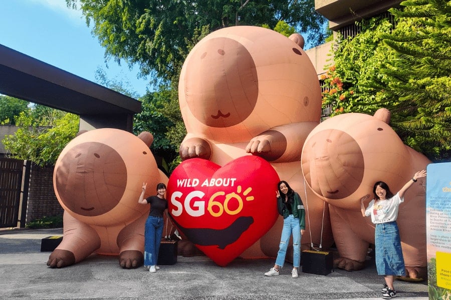 Capybara inflatables at River Wonders