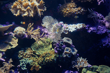 singapore oceanarium - animal spotlight (2)