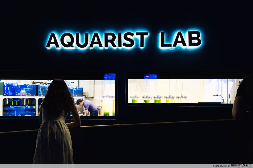 singapore oceanarium - aquarist lab