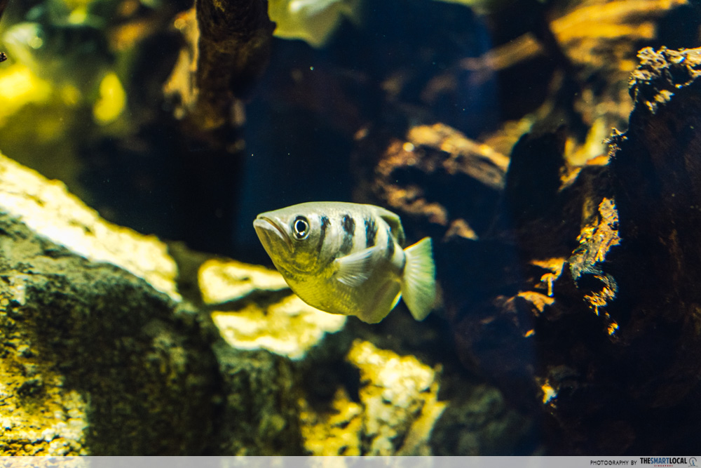 singapore oceanarium - archer fish