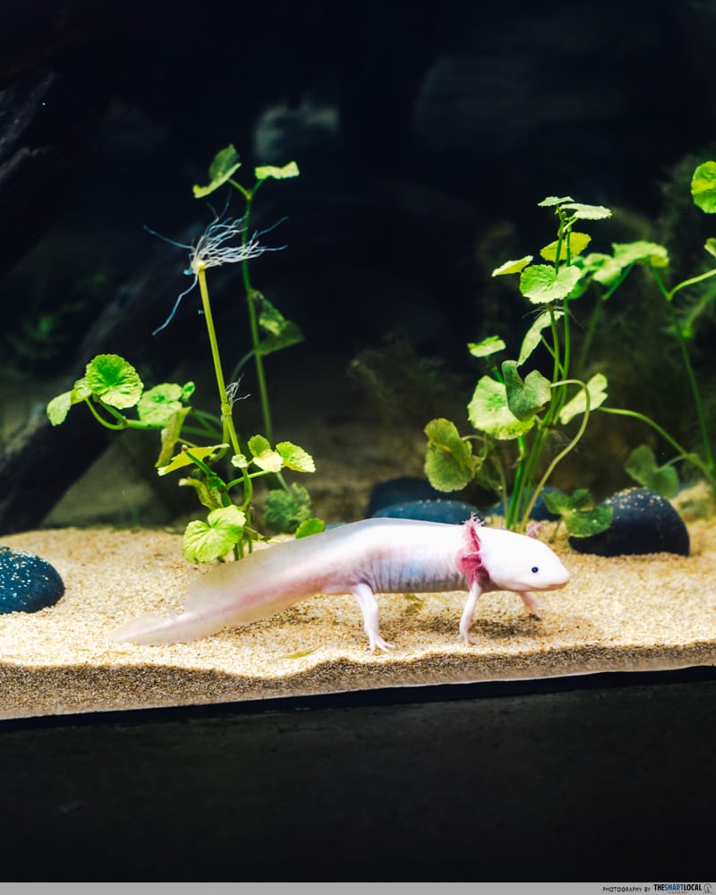 singapore oceanarium - axolotl