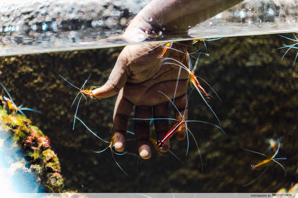 singapore oceanarium - cleaner shrimp