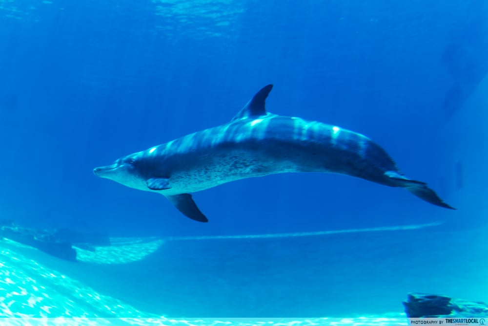singapore oceanarium - dolphin