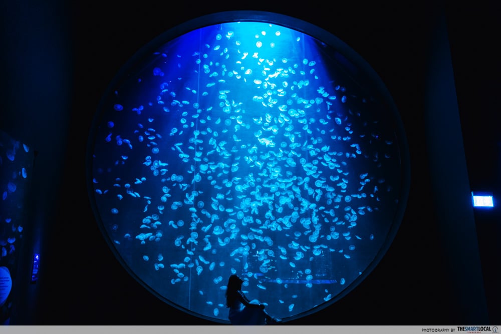 singapore oceanarium - kriesel tank