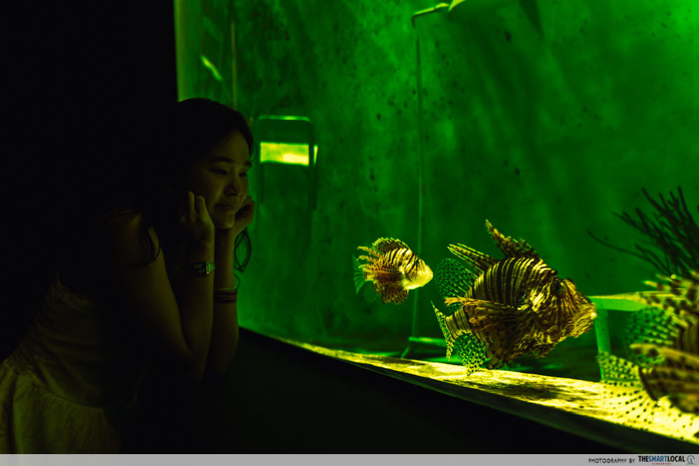 singapore oceanarium - lionfish