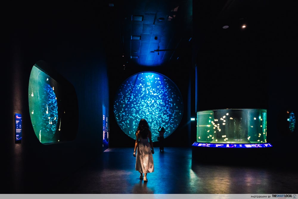 singapore oceanarium - ocean wonders