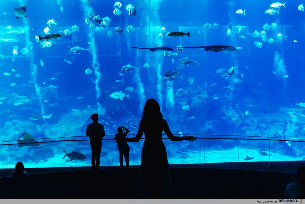 singapore oceanarium - open ocean