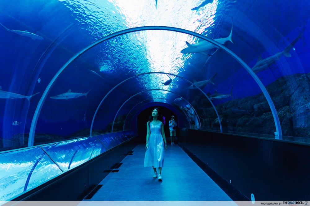 singapore oceanarium - tunnel