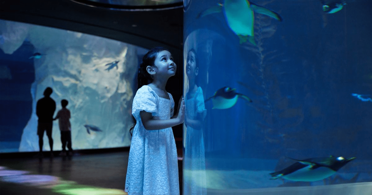 Bird Paradise Mandai Singapore - Penguin Cove