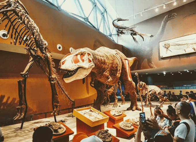 Shanghai Itinerary - dinosaur fossils at Shanghai Natural History Museum