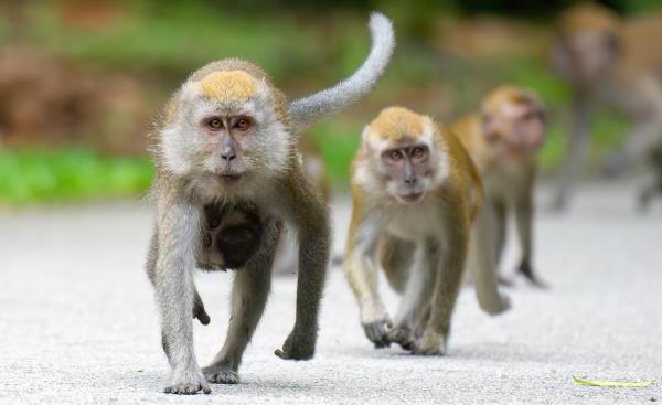 Unique Jobs - three macaques walking along a road