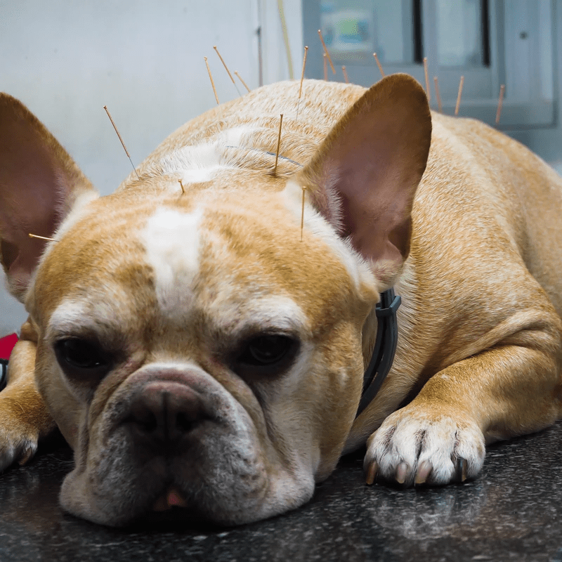 a French Bulldog lying flat as it gets an acupuncture treatment