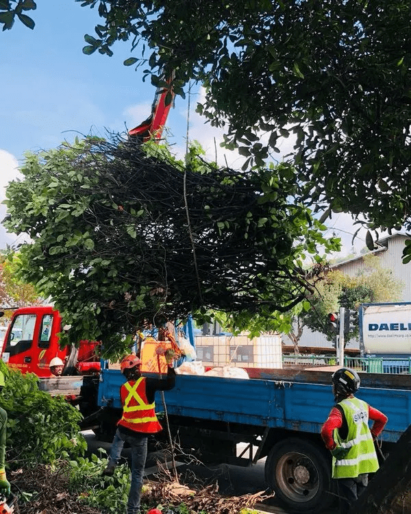 a group of maintenance workers clearing out trees