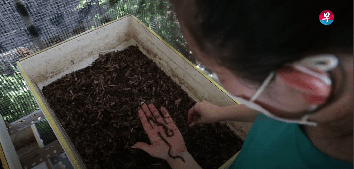 a farmer inspecting a cluster of worms