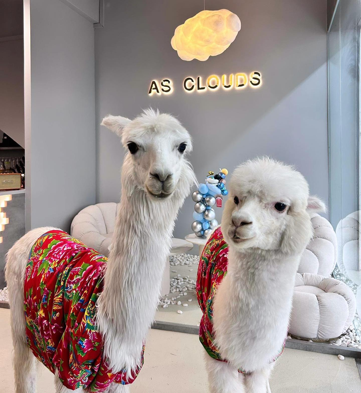as clouds cafe alpacas 