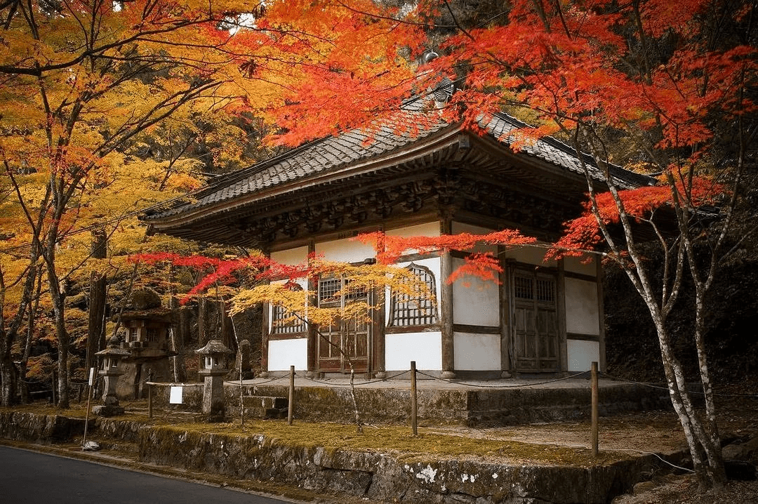 autumn leaves in japan - hiroshima