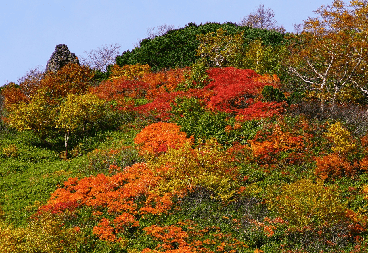 autumn leaves in japan - hokkaido